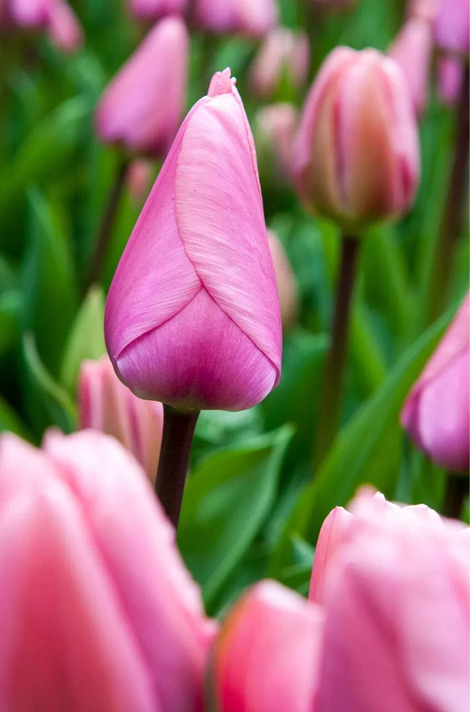 Tulpe 'Big Love'
